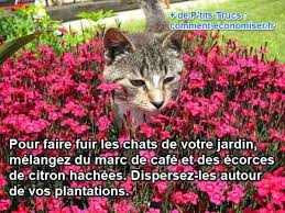 Comment Faire Fuir Les Chats De Votre Jardin Eloigner Les Chats Repulsif Chat Jardin Jardins