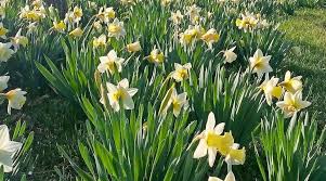 Hotel roemer schankstraße 2 66663 merzig tel.: Garten Der Sinne In Merzig Ab 1 April Geoffnet