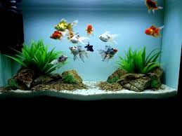 Indianaquariumhobbyist Com Forums Fishkeeping And Aquaristics Simple Goldfish Tank In 2020 Goldfish Tank Aquarium Fish Goldfish Aquarium