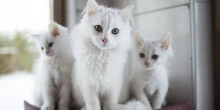 Kedi Tirmalama Tahtasi Nedir Neden Onemlidir