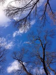 Namun pada kali ini kita akan membahas lebih banyak lagi mengenai tema yang. Langit Biru Pohon Awan Langit Biru Wallpaper Ranting Musim Semi Alam Kesempurnaan Pikist