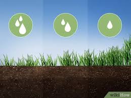How to best grow grass seed. 4 Ways To Grow Grass From Seeds Wikihow