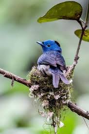 Beautiful Animals Animal Kingdom Hubsche Vogel Tiere Ausgestopftes Tier