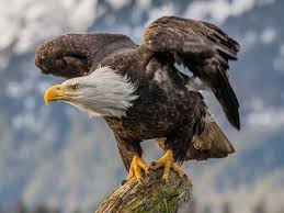 Are you sure you want to view these tweets? Bald Eagles Found Nesting In Arizona Saguaro Cactus For First Time In Decades Smart News Smithsonian Magazine