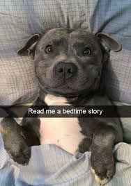 Does Your Pup Do This Too Minipet Online Pet Boutique Is A Melbourne Based For Small Dogs Cats And Thei Dog Snapchats Funny Animals Cute Little Animals
