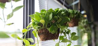 They need to be at least 10 feet away from the windows. 9 Ways To Add More Houseplants To Your Home