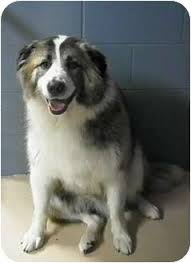 Australian shepherd puppies for sale. Australian Shepherd Great Pyrenees Mix Puppy Petfinder