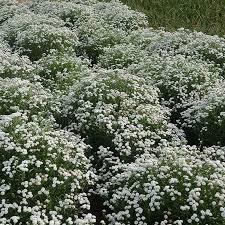 Image result for Achyrospermum micranthum