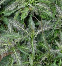 Image result for Gynura pseudochina