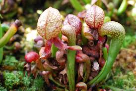 Weird plants that eat meat. Learn About 12 Carnivorous Plants That Feast On Animals