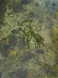 Image result for Potamogeton crispus