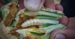 Grasshoppers lay their eggs in the soil during fall, where they hatch the following spring. What S Eating My Vegetable Garden Agrilife Today