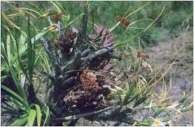 Image result for Xerophyta zambiana
