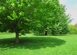 1,210 backyard shade products are offered for sale by suppliers on alibaba.com, of which shade sails & nets accounts for 20%. Fast Growing Shade Trees That Won T Destroy Hardscape