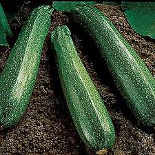 Maybe you would like to learn more about one of these? Spineless Beauty Zucchini Seeds Urban Farmer