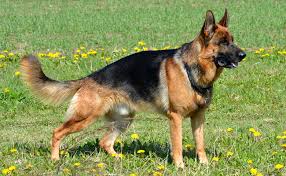 Chiots berger allemand pure race née le 15 avril et prête à partir. Le Berger Allemand Chien De Defense Et D Assistance Caractere Origine Conseils D Elevage Sante