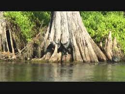 Image result for Palau Jungle River Boat Cruise