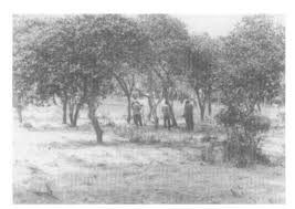 Image result for Uapaca robynsii