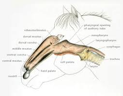 Each cavity is the continuation of one of the two nostrils. Diseases Of The Nasal Passages In Horses Respiratory System Veterinary Manual