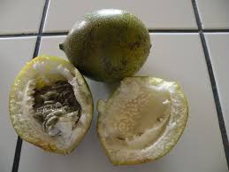 Image result for Passiflora ligularis