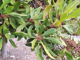 Image result for Rapanea