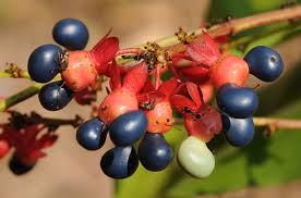 Image result for Gomphia