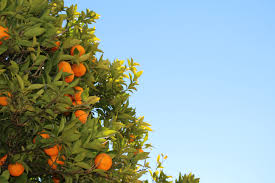 The tree could also take between four and fifteen years to bear fruit for the first time. Orange Tree With Orange Fruit Overlooking Blue Sky Free Image Peakpx