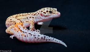 Spotted wallpaper leopard wallpaper cute reptiles reptiles and amphibians leopard spots leopard animal leopard geckos cheetahs. Gecko Desktop Wallpapers This Wallpaper 864 820 Leopard Gecko Wallpapers 49 Wallpapers Adorable Wallpapers Leopard Gecko Gecko Leopard