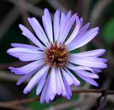 Ampelaster Carolinianus Climbing Aster Plants Florida Plants Deer Resistant Plants
