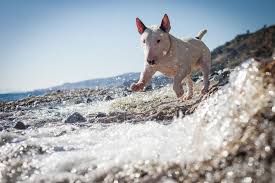 15 Best Dog Breeds To Get Along With Kids Dog Breeds Best Dog Breeds Dog Breed Info