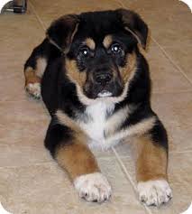 Maybe you would like to learn more about one of these? Cutie Unique Dog Breeds Hd Dog Photos Rottweiler Mix