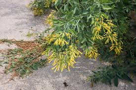 Image result for Nicotiana glauca
