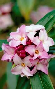 Check spelling or type a new query. 49 Of The Best Winter Plant Ideas 27 Is Perfect Winter Plants Winter Flowers Garden Winter Flowers