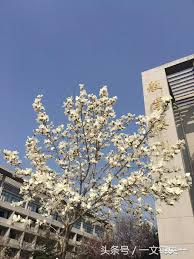 英雄來時都無名 誰大夢先覺醒 覺醒 英雄去時都無字 為萬國的覺醒 覺醒. èª²å ‚å¯¦ç·´ä½œæ–‡ å›žé¦–å'ä¾†è•­ç'Ÿè™• æ­¸åŽ» ä¹Ÿç„¡é¢¨é›¨ä¹Ÿç„¡æ™´ è˜‡è»¾ Itw01