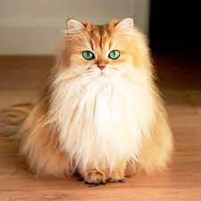 Long haired cats cat boarding cool pictures february kitty long hair styles blog animals little kitty. Smoothie The British Longhair Known As The World S Most Photogenic Cat Cute Cats Cat Memes Pretty Cats