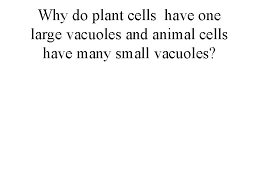 Nov 12, 2019 · chloroplasts are not present in a plant's root cells and the cells inside its stem. Whats Inside A Cell How Big Are Cells