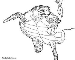 Coloring picture with mario shy guy printable page for boys for free. Sea Turtle Coloring Page Help Hawksbills