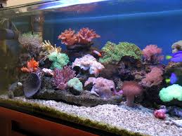 My Marine Aquarium Animaux
