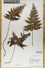 Image result for Abrodictyum rigidum