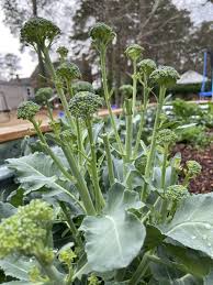 We have small green cauliflower heads growing on my 'broccoli' plants!. How To Grow Broccoli At Home The Kitchen Garten