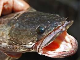 Wonder lake is accessible via bus. Invasive Snakehead Fish In Central Park