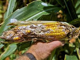 Control of insects of sweet corn in the home vegetable garden. Epa Proposes New Bt Crop Regulation To Slow Insect Resistance