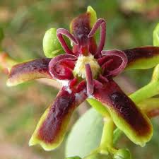 Image result for Periploca