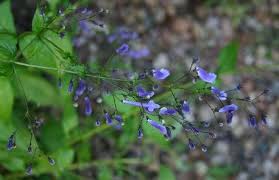 Image result for Isodon ramosissimus