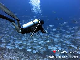 We did not find results for: Peleliu Dive Blue Line å¸›ç‰æµ·æ´‹æ½›æ°´ä¸­å¿ƒpalau Ocean Divers Facebook
