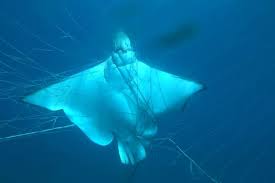 Maybe you would like to learn more about one of these? Mengerikan Lima Manta Terjerat Jaring Penghalau Hiu Di Australia
