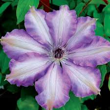 Maybe you would like to learn more about one of these? Clematis Joan Picton Clearview Horticultural Products