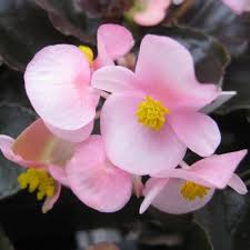 Image result for begonia semperflorens