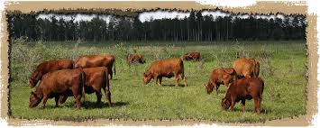 Poplar Grove Red Angus