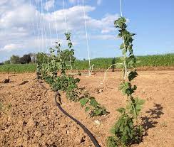 É uma planta dioica, perene, herbácea, que cresce brotos no início da primavera e definha como um rizoma endurecido no inverno. El Cultivo Del Lupulo Lupulina